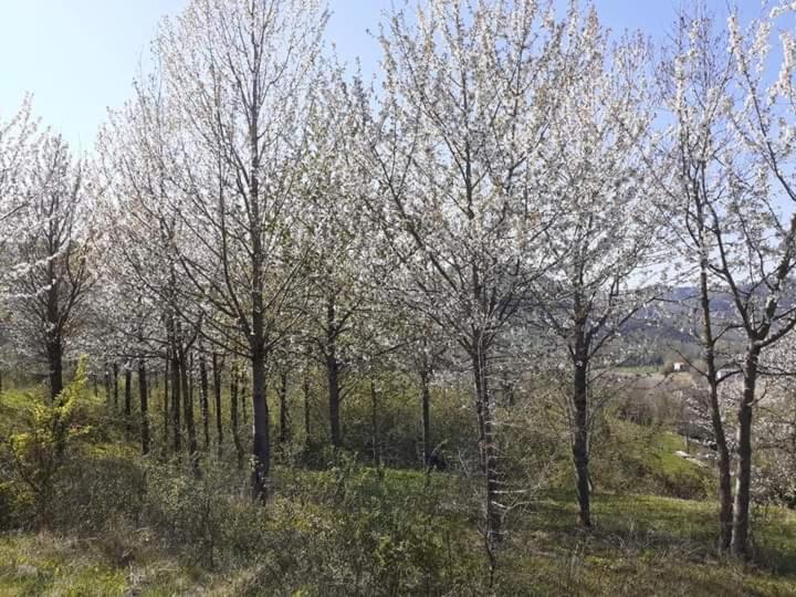 Ferienwohnung Ai Boschi Ozzano dell’Emilia Exterior foto